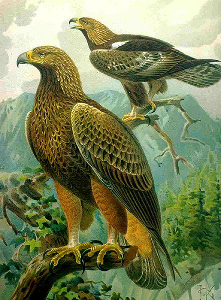 1514455380 109 105079 442pxaquila chrysaetos large drawing