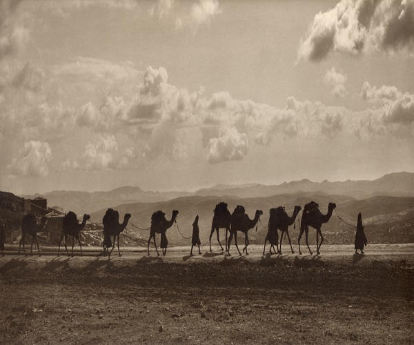 1520097122 705 112917 egyptian camel transport3