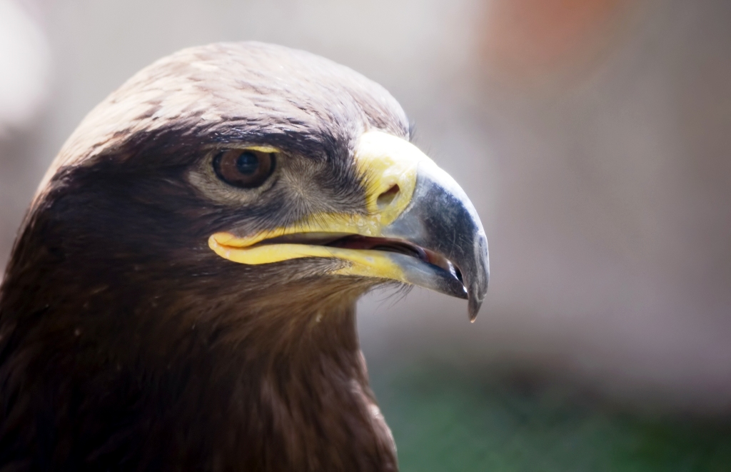 1524479609 556 284207 golden eaglecopy