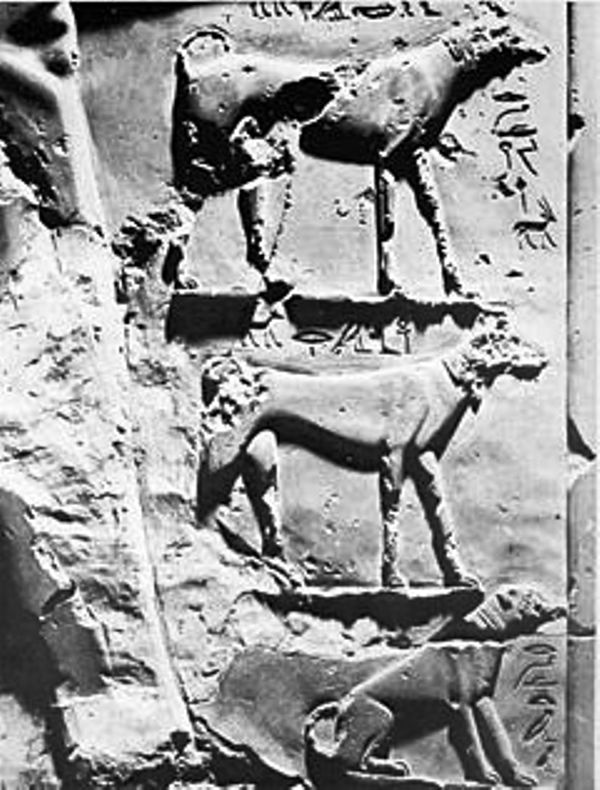 1543670416 238 97017 saluki egypt