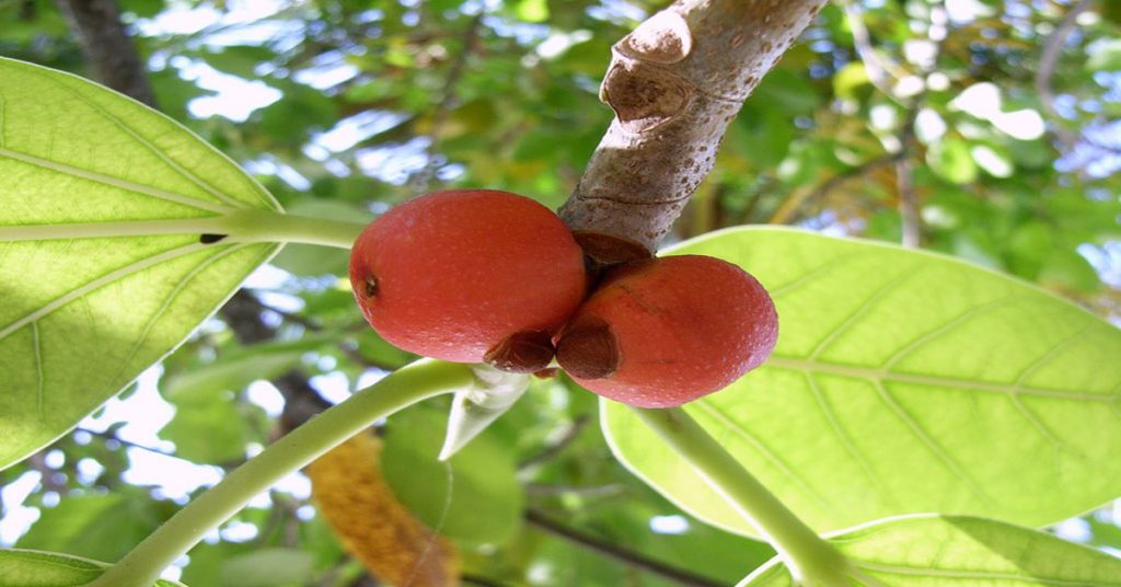 Ficus benghalensis 1
