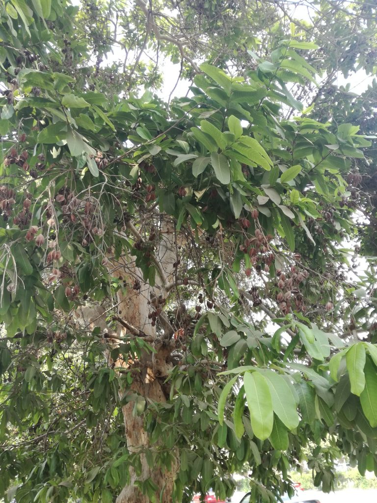 IMG 20180915 131424