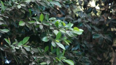 Ficus microcarpa 1