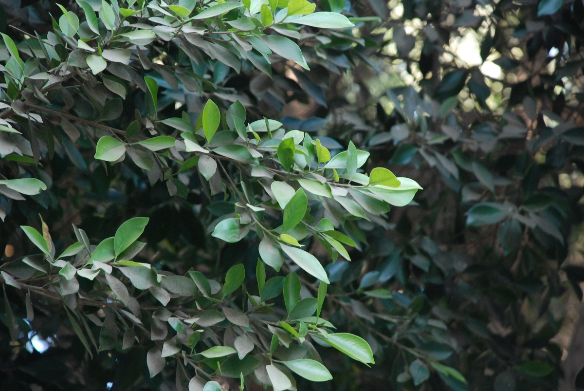 Ficus microcarpa 1