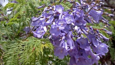 Jacaranda momosifolia