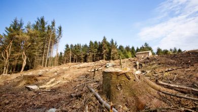 environmental issues deforestation 980x653 1