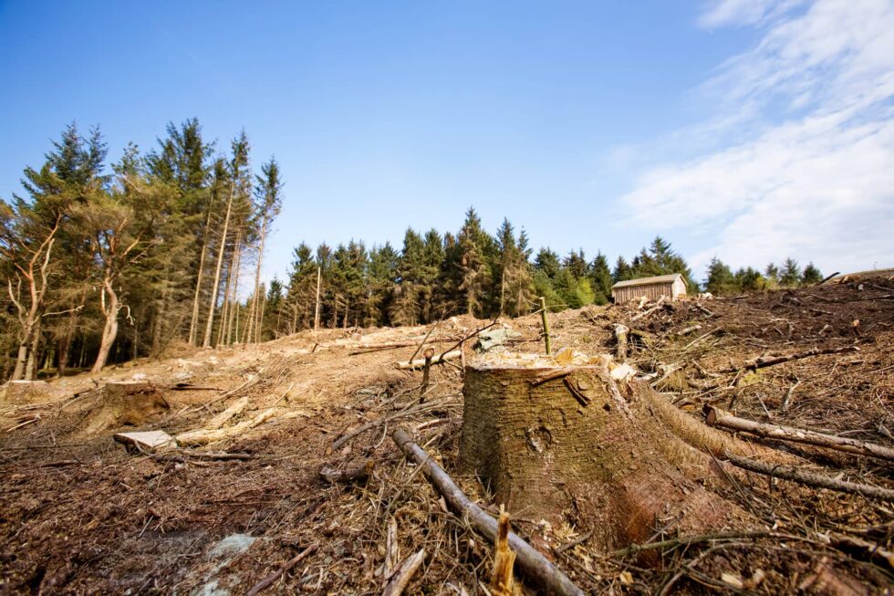 environmental issues deforestation 980x653 1