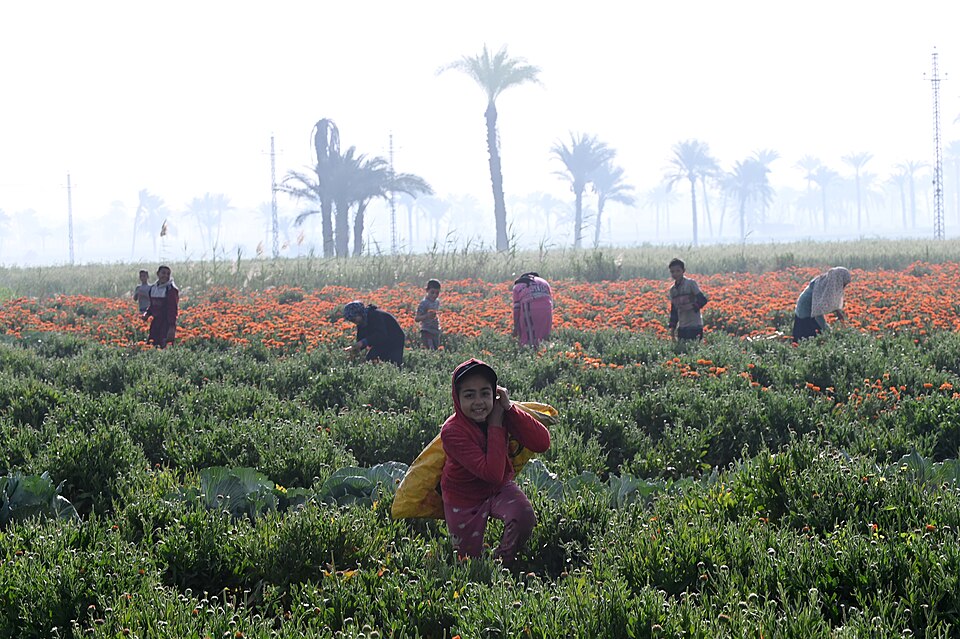child labor