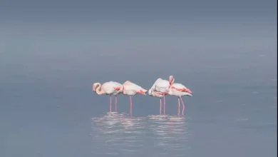 flamango