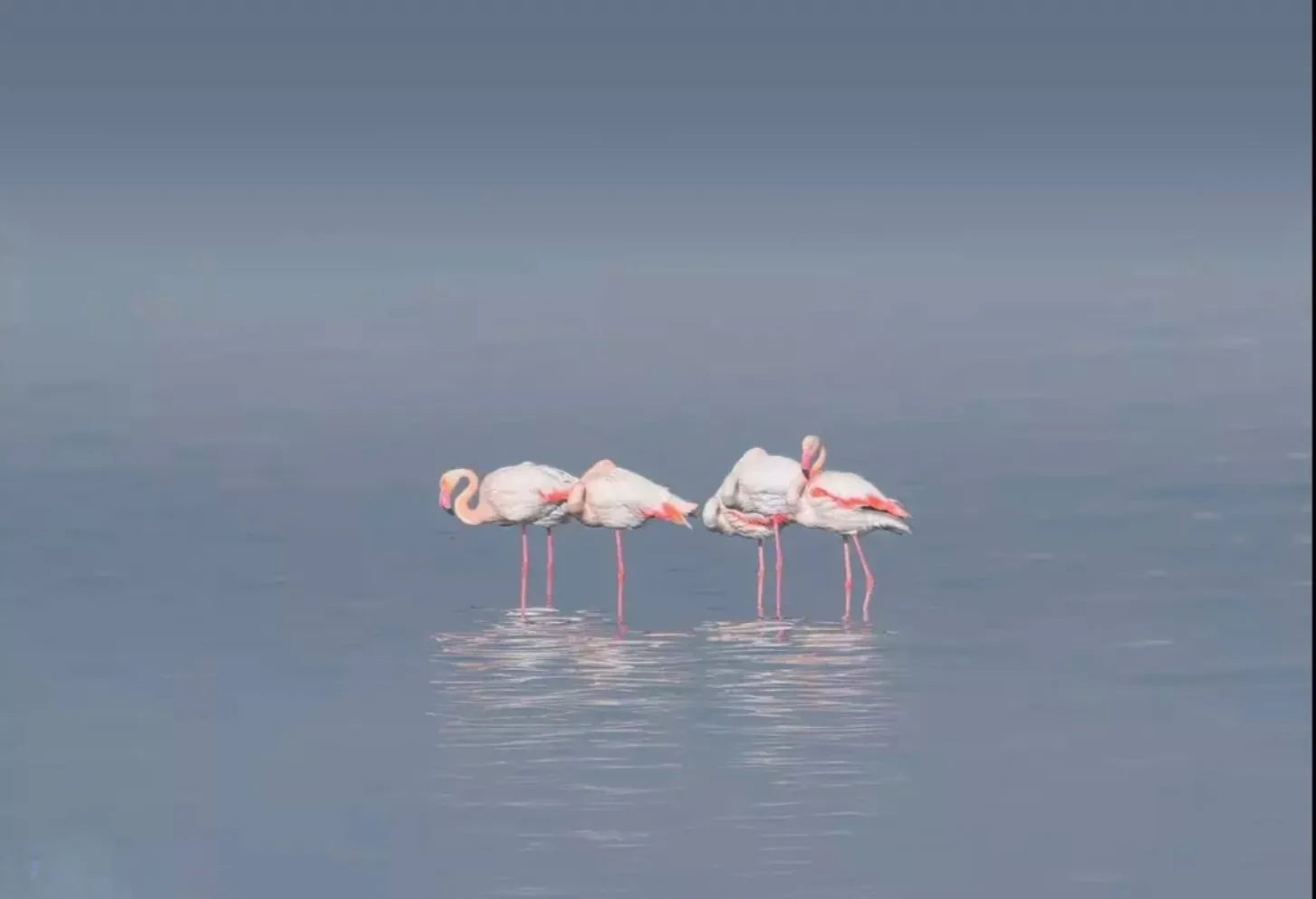 flamango