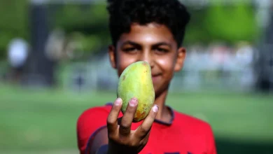 mango 1 5 1536x1024 1